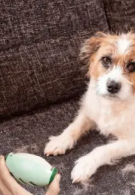 Rodillo quita pelusa
