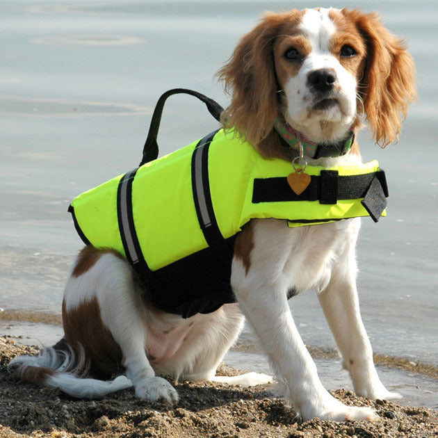 Chaleco salvavidas ajustable para perros